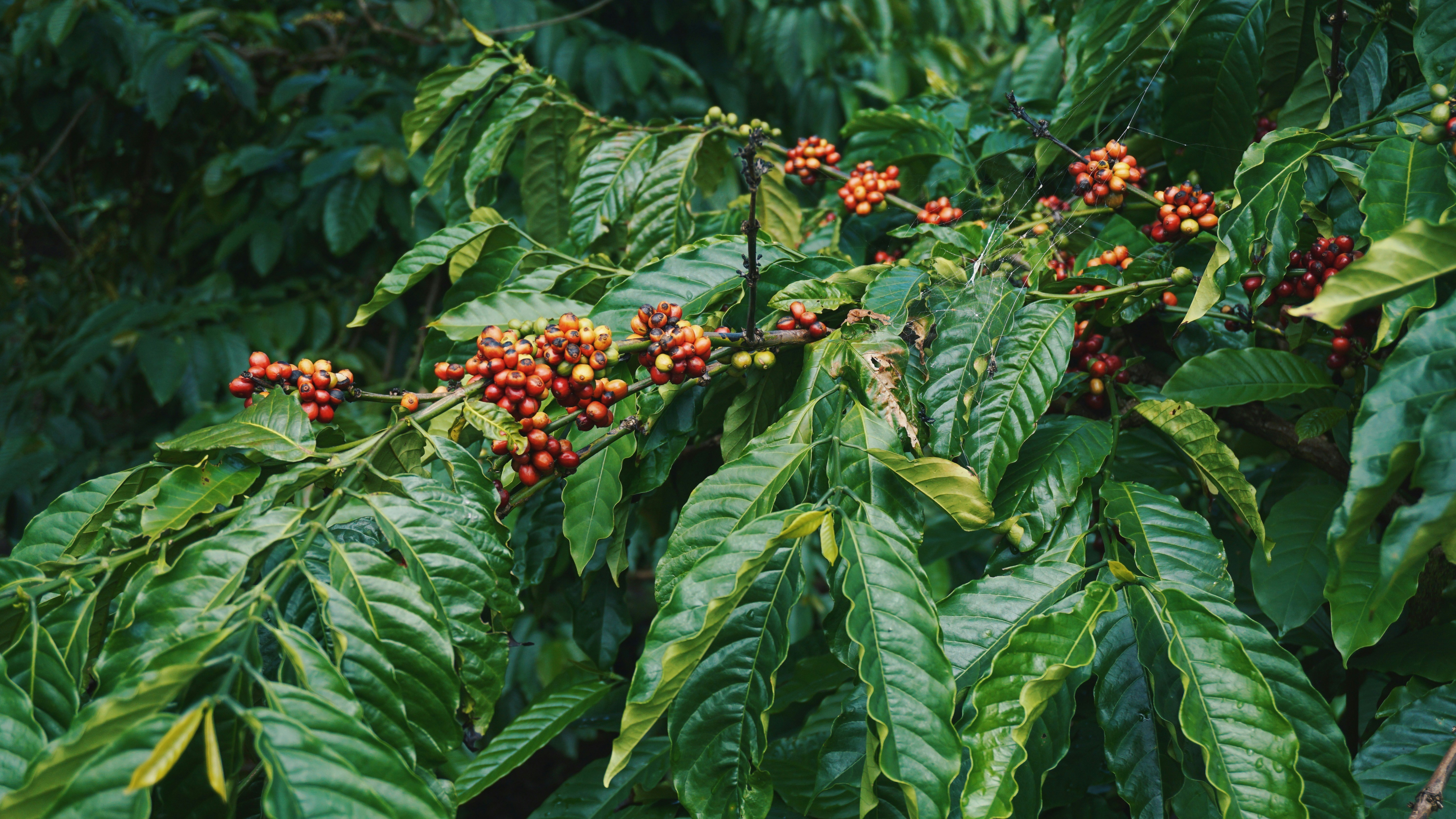 Cerezas de café en la planta