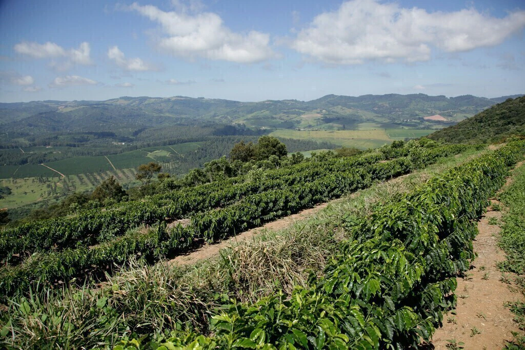 Finca de Pedro Lotti