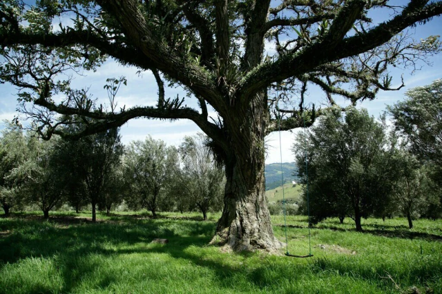 Finca de Pedro Lotti