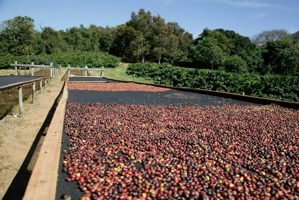 Finca de Pedro Lotti