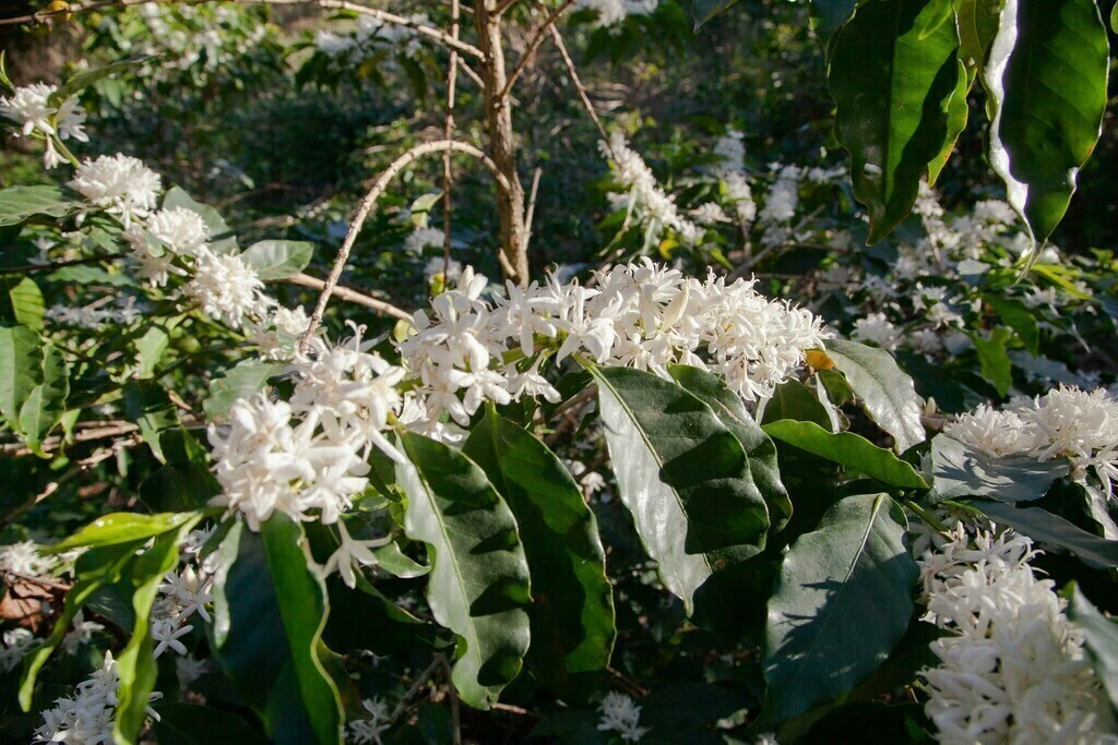 Finca de Pedro Lotti