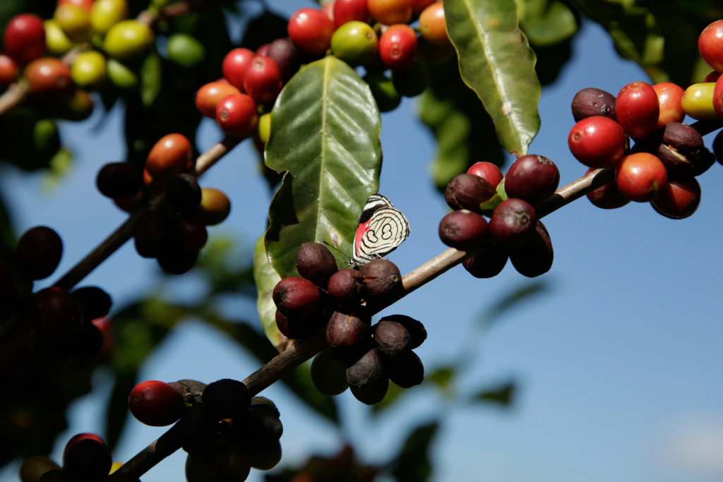 Finca de Pedro Lotti