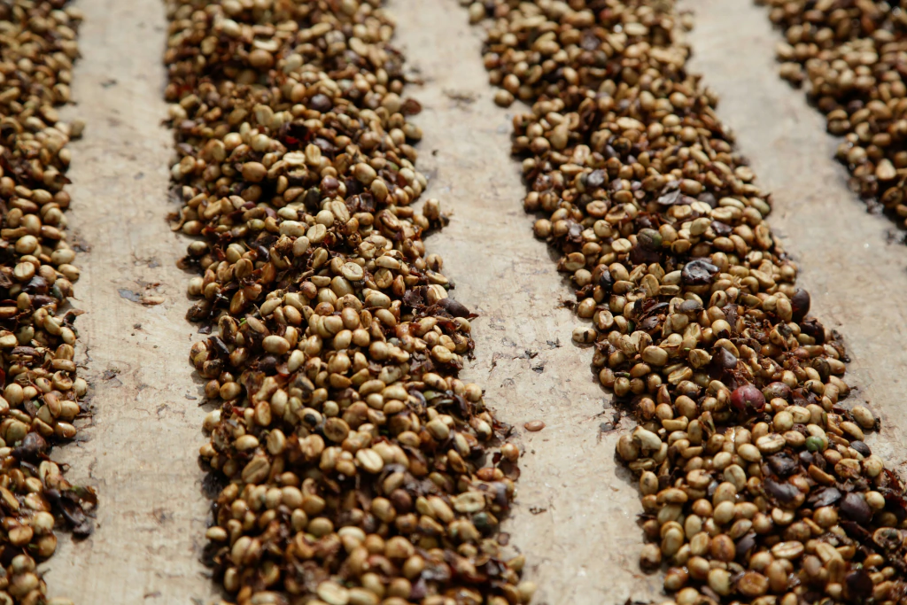 Finca de Pedro Lotti